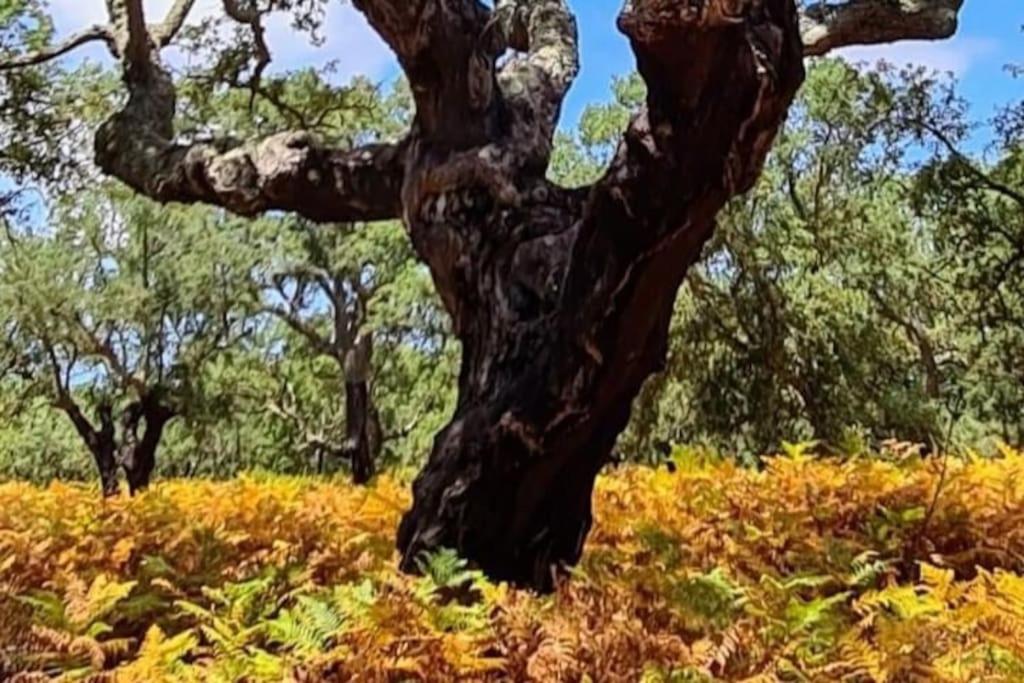 Alto Das Vinhas Lovers - เซซิมบรา ภายนอก รูปภาพ
